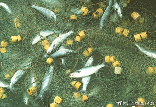 AquaTech 2026 馬來西亞漁業(yè)展覽會 領航漁業(yè)新紀元，驅動畜牧漁業(yè)飼料銷售創(chuàng)新