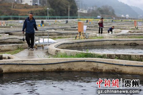 鱘魚躍動務川溪 產(chǎn)業(yè)興旺促振興——看務川如何以特色養(yǎng)殖與配套服務激活鄉(xiāng)村經(jīng)濟